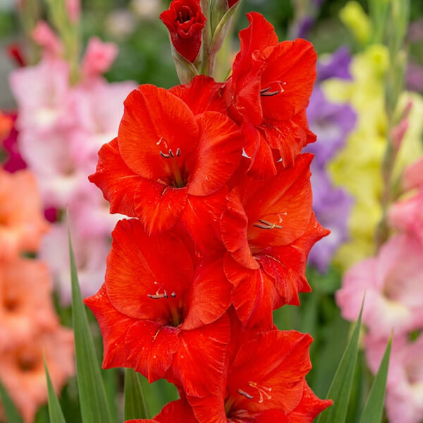 Gladiolus