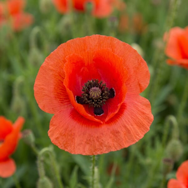 Poppy