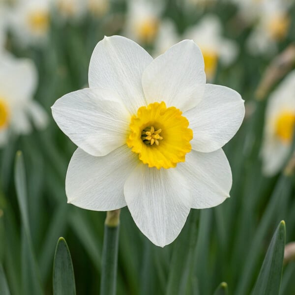 Narcissus
