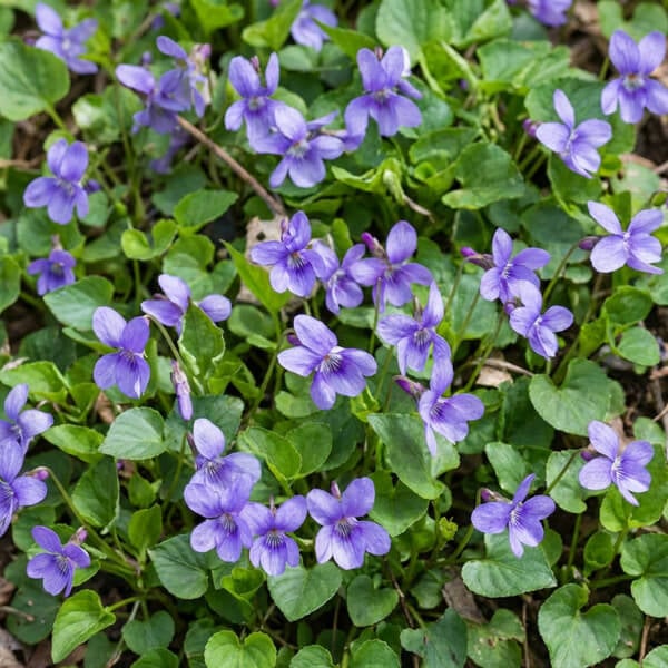 Why Violet Is the February Birth Flower