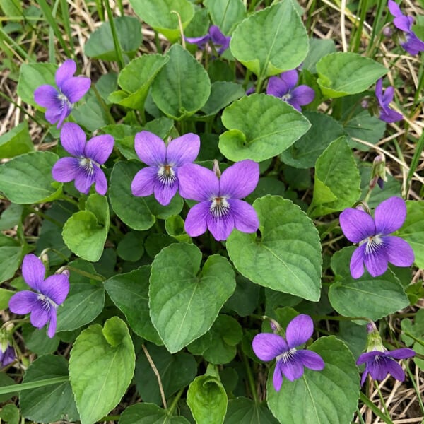 February Birth Flower Meaning and Gift Style