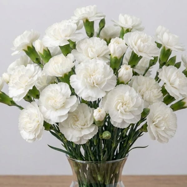 Why Carnation Is the January Birth Flower