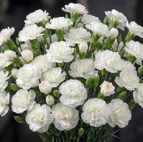 What Carnations Symbolize