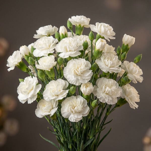 January Birth Flower Meaning by Carnation Color