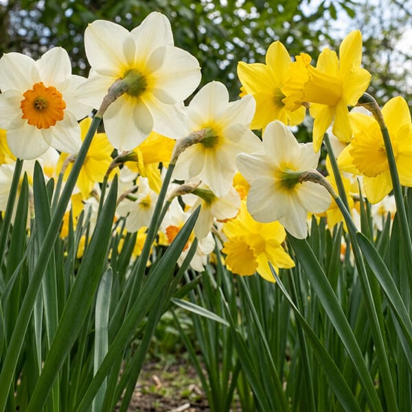 Why March Birthday Flowers Should Feel Light, Open, and Alive