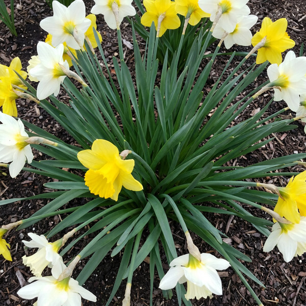 How Daffodils Feel in Real Gifting