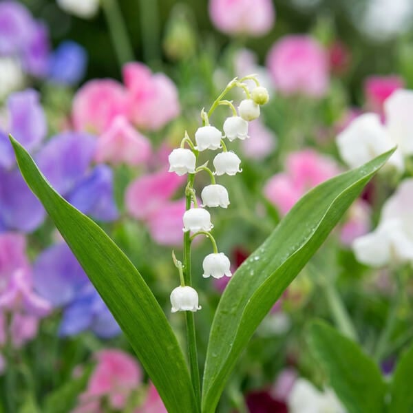 Lily Of The Valley
