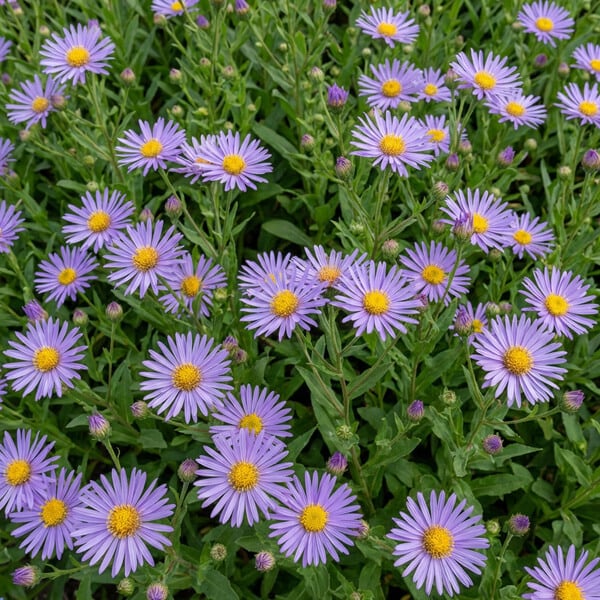 Aster