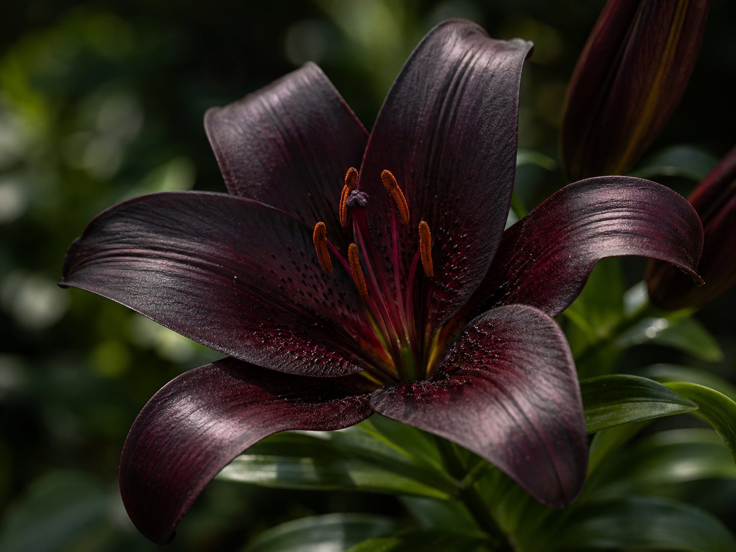 Close-up photo of a deep burgundy black lily bloom with dark petals