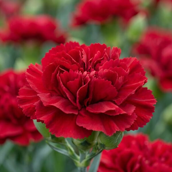 Carnation