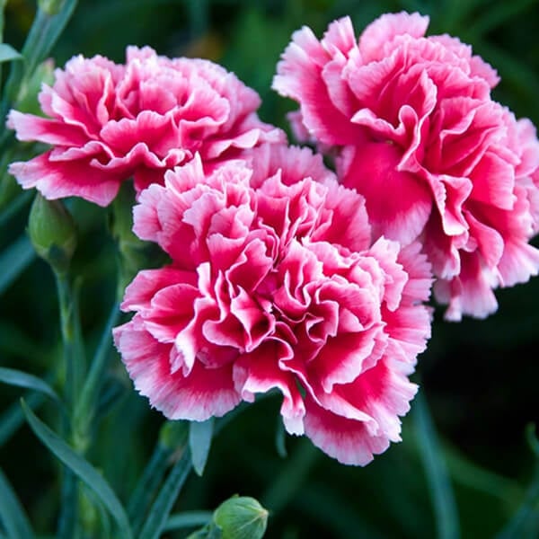 Carnation