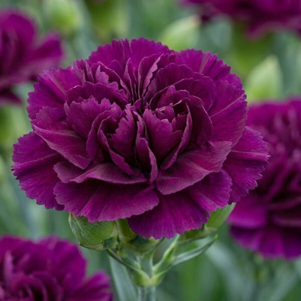 Carnation