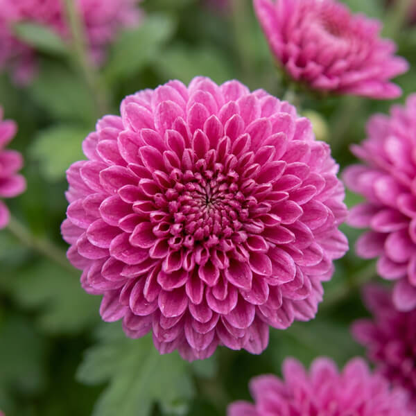 Chrysanthemum
