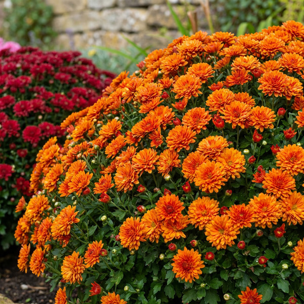 Chrysanthemum