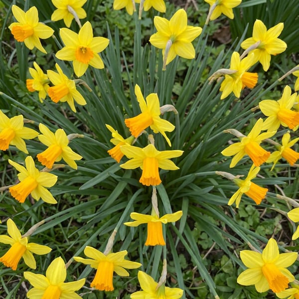 Daffodil