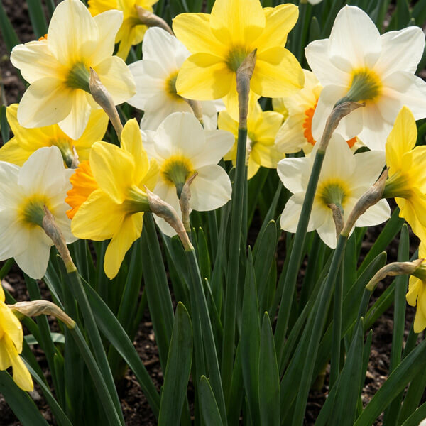 Daffodil