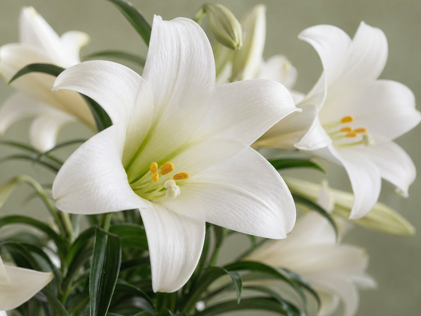 Close-up photo of white Easter lily blooms with soft trumpet-shaped petals