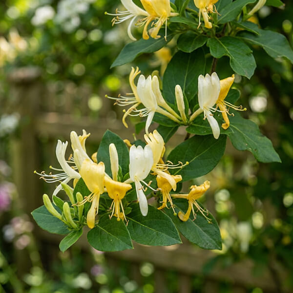 Honeysuckle