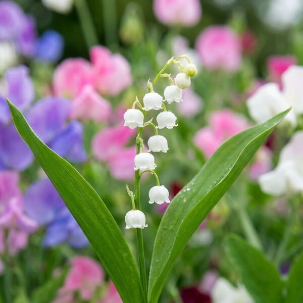 Lily Of The Valley