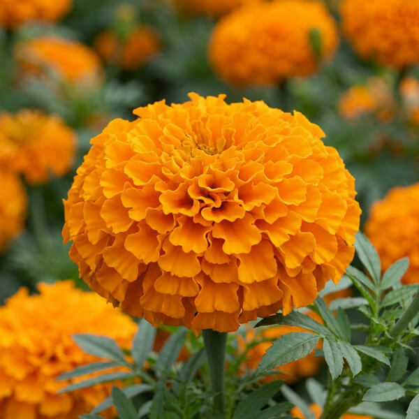 Marigold