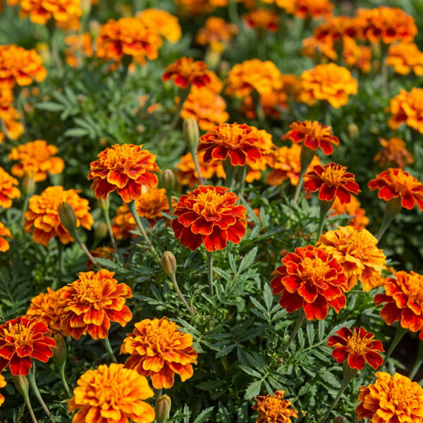 Marigold