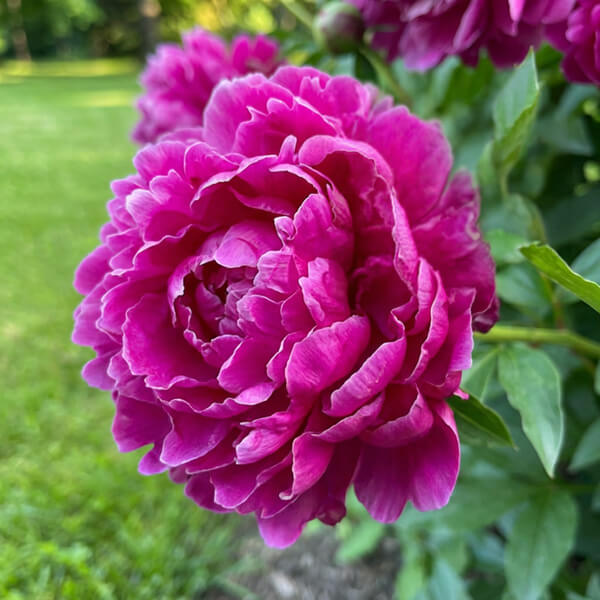 Peony