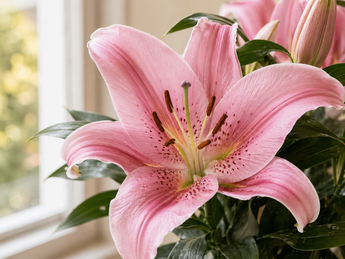 Close-up photo of a pink lily bloom with green leaves