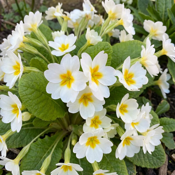 Primrose