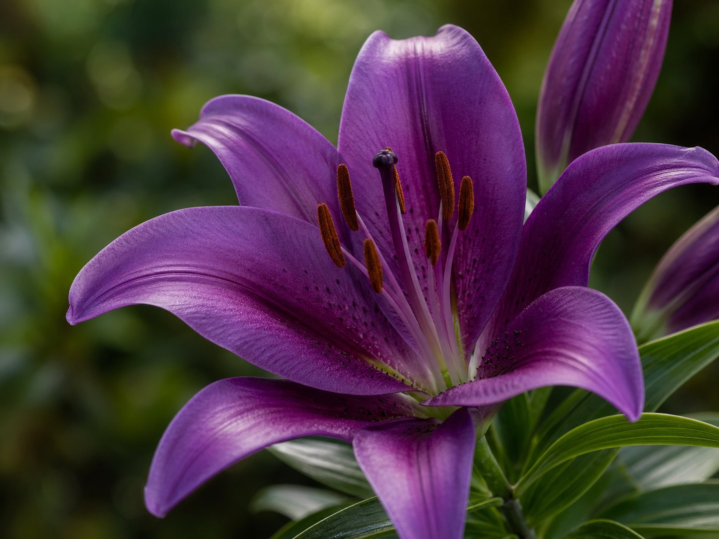 Close-up photo of a purple lily bloom with natural green leaves