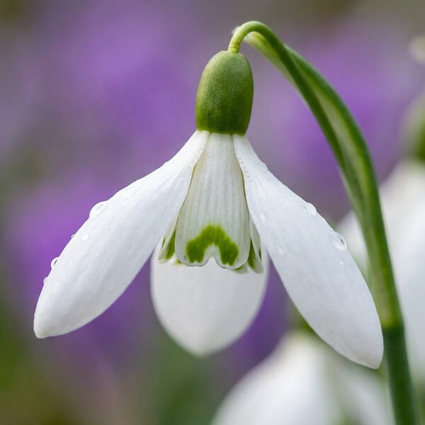 Snowdrop