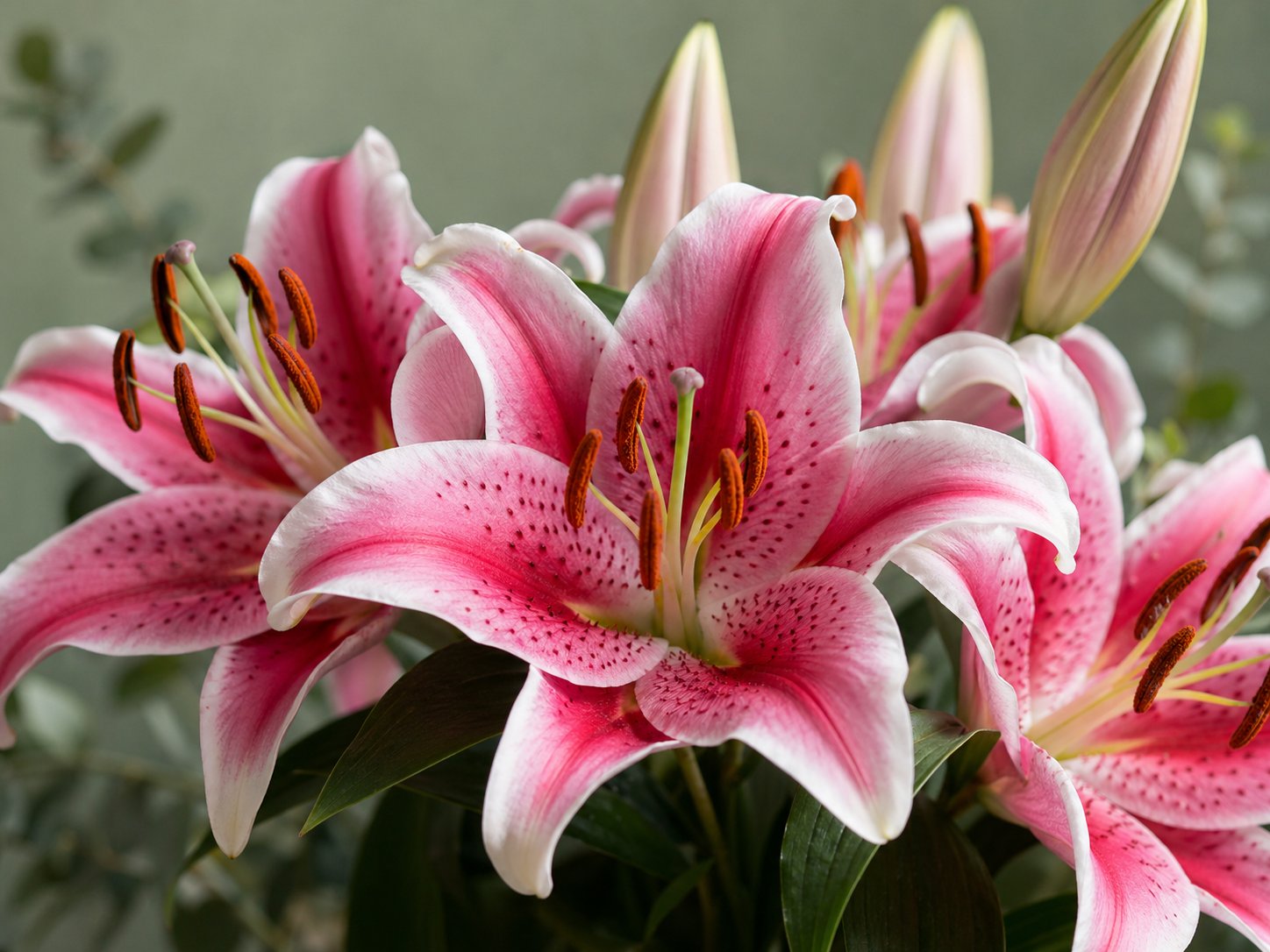 Close-up photo of pink and white stargazer lily petals with speckles