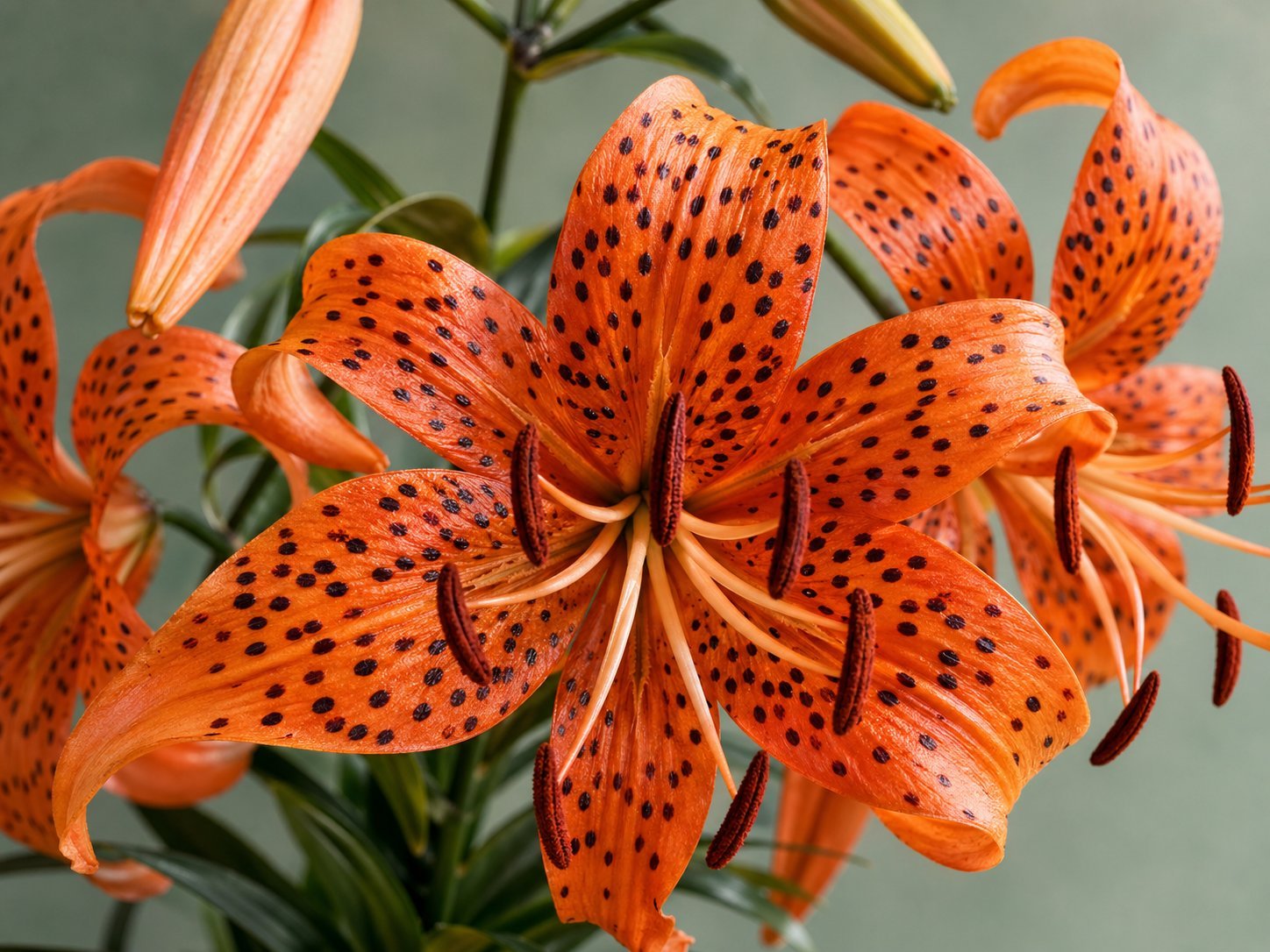 Close-up photo of orange tiger lily petals with dark speckles