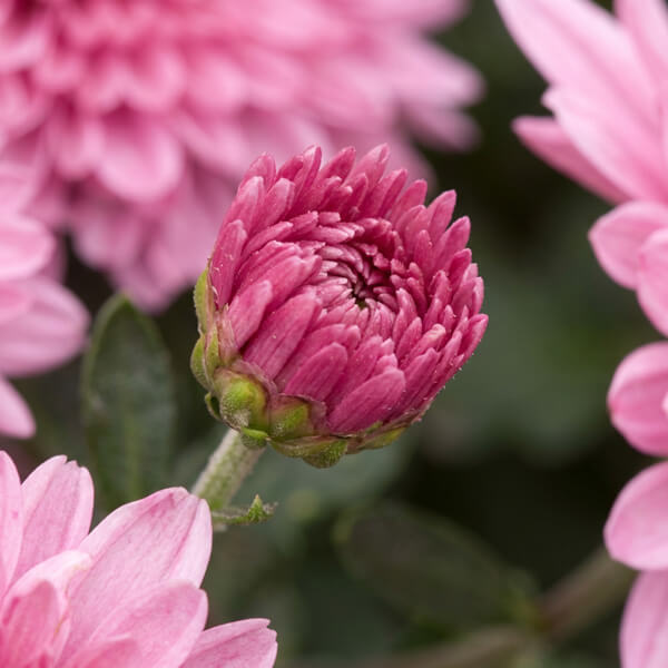 Chrysanthemum