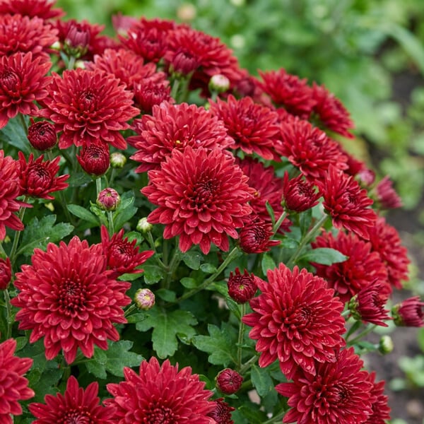Chrysanthemum
